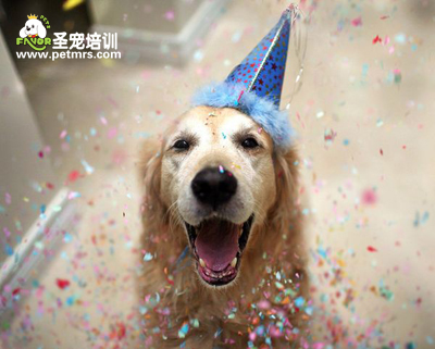 金毛獵犬美容