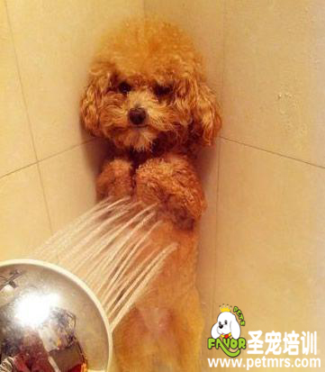 給狗狗洗澡時的注意事項