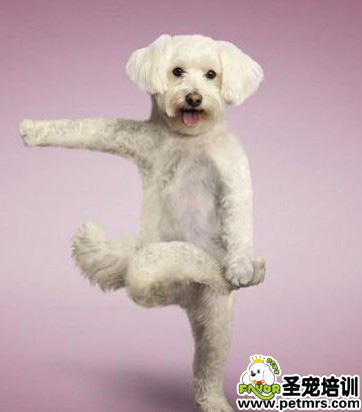 讓狗狗學會站立