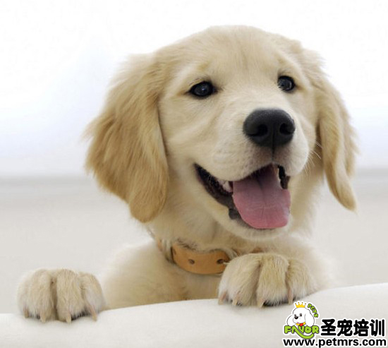 讓狗狗習慣戴項圈