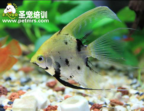 如何飼養(yǎng)熱帶觀賞魚(yú)