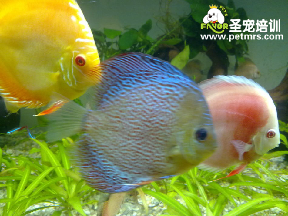 如何飼養七彩神仙魚