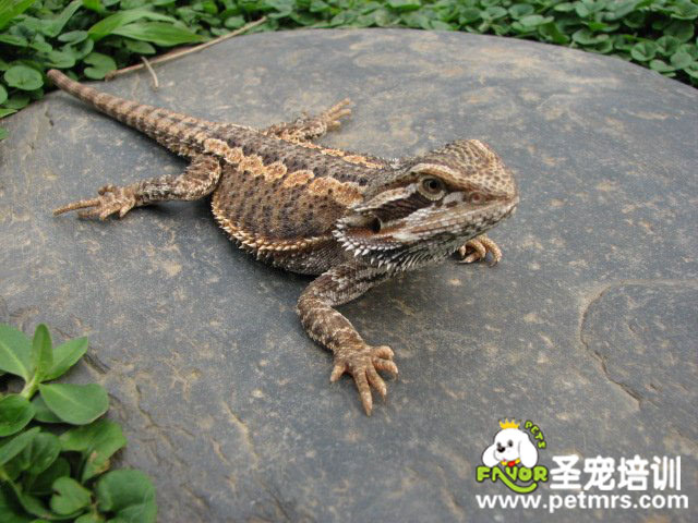 松獅蜥常見疾病的診斷和治療