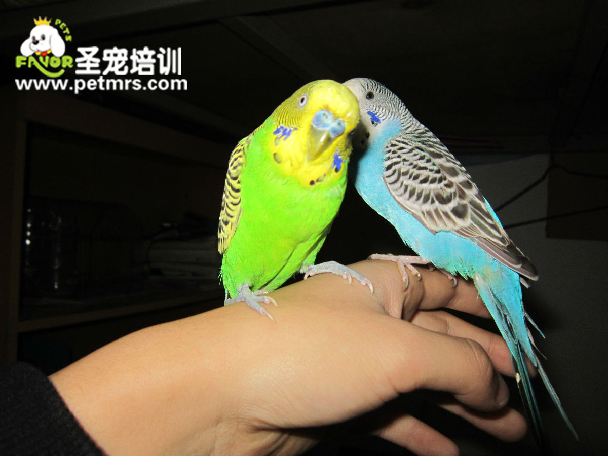 如何治療寵物鳥的啄羽癥