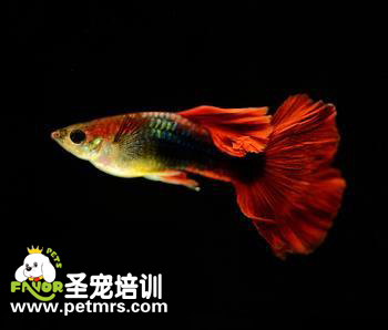 如何治療魚類腸炎病