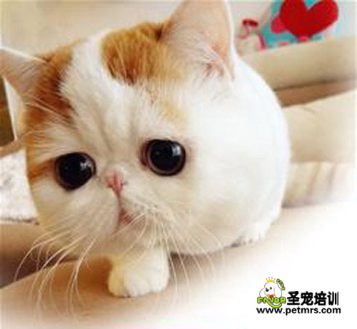 貓咪剛帶回家的防治工作