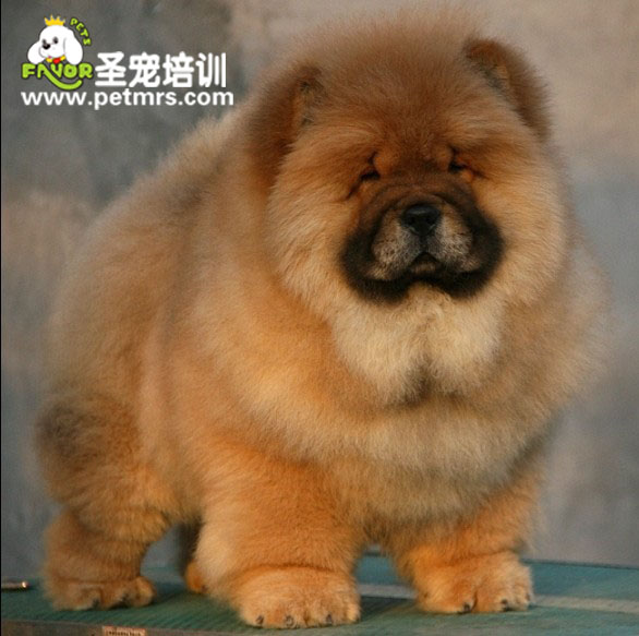 松獅犬皮膚病的治療