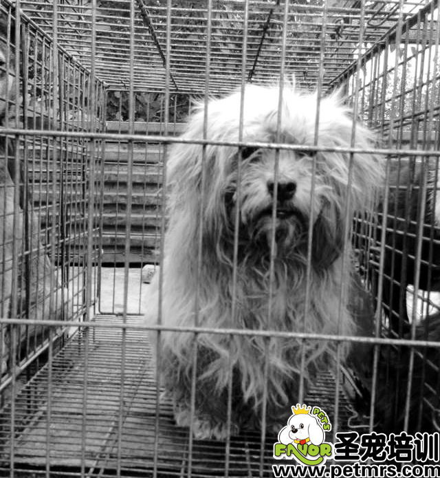 流浪狗中心驚現名貴古牧