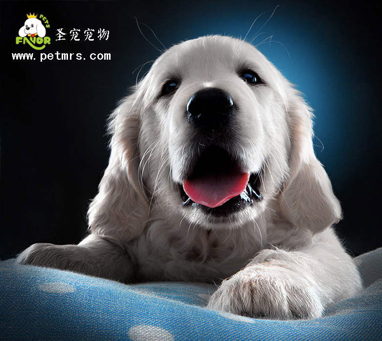 狗狗鼻子異常的幾種診斷和治療方法