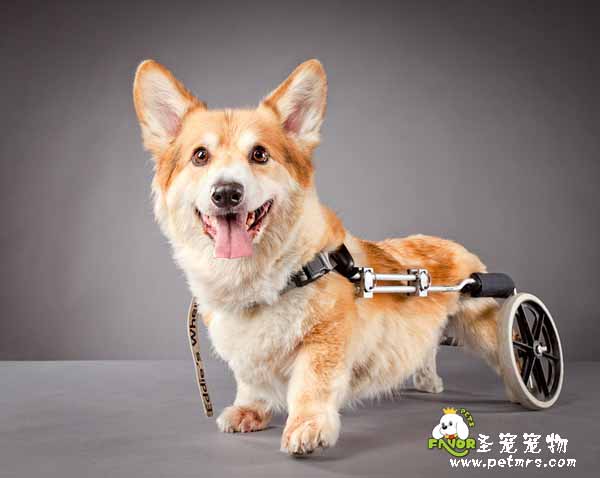 狗狗急救的方法