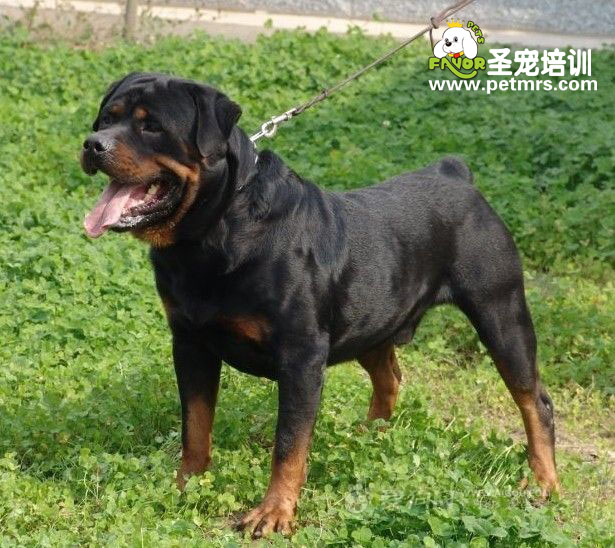 羅威納產后缺鈣、產后搐搦癥治療