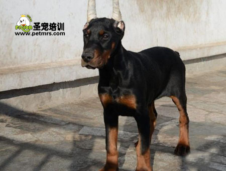 杜賓犬美容之綁耳