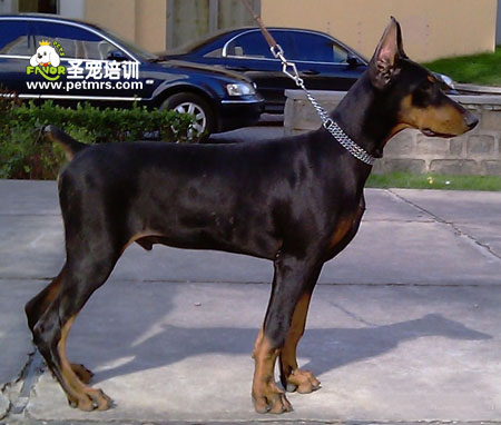 杜賓犬美容