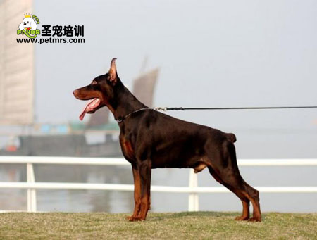 杜賓犬美容
