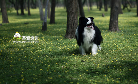 邊境鏡牧羊犬美容