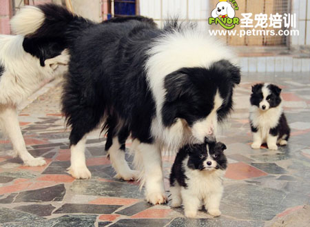 邊境美容
