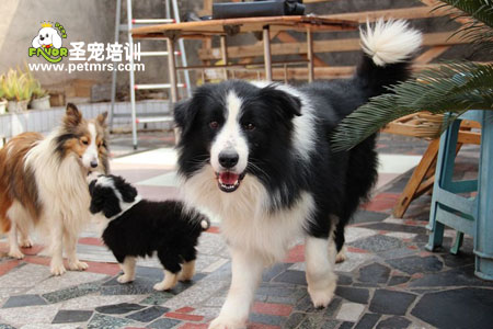 邊境美容