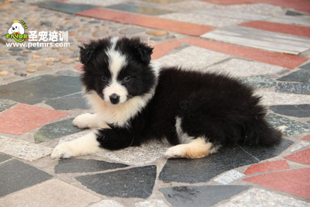 邊境牧羊犬從21天起養護知識