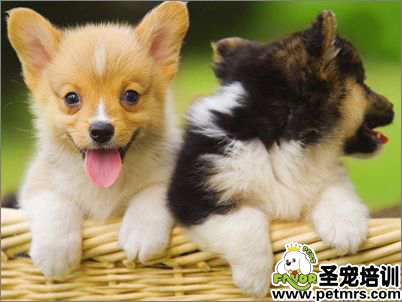 狗狗性格的養成