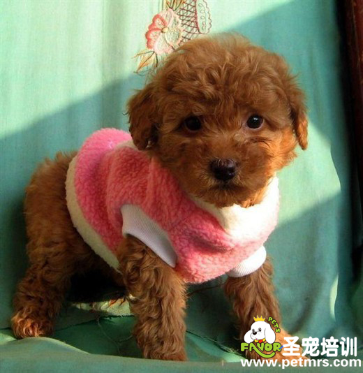 冬季給狗狗買衣服的注意事項