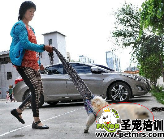 詹紅英用她特制的圍巾拎著小狗狗在天?；▓@小區(qū)內(nèi)散步