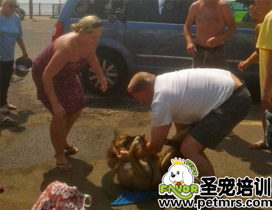 狗狗被落在高溫車內(nèi)