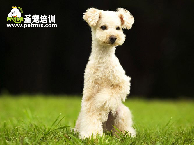 別讓你的狗狗患上“恐手證”
