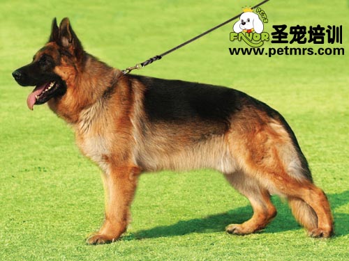 德牧犬急性胃炎的診斷和治療方法