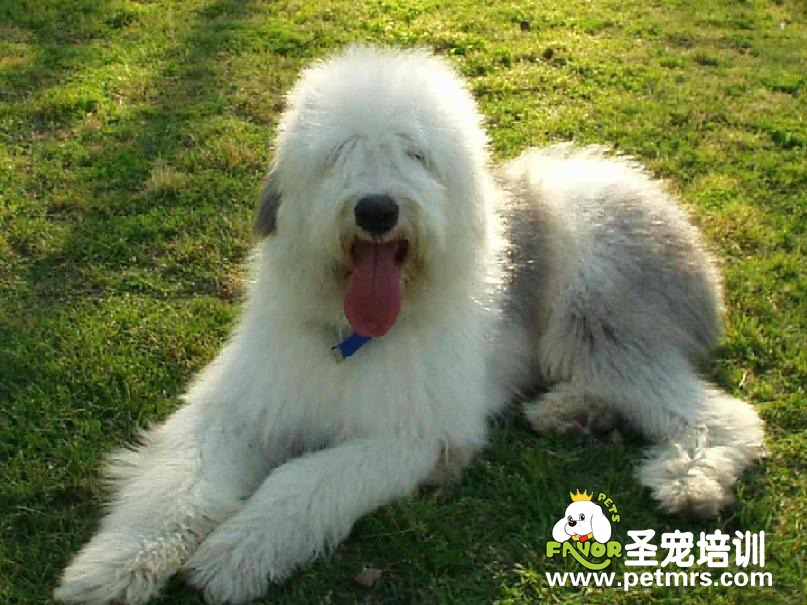 狗狗生理的基本知識(shí)