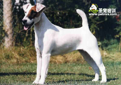 獵狐梗犬美容