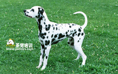 斑點狗狗美容