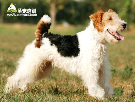 獵狐梗犬美容