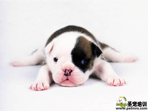 照顧抱養(yǎng)幼犬的注意事項(xiàng)