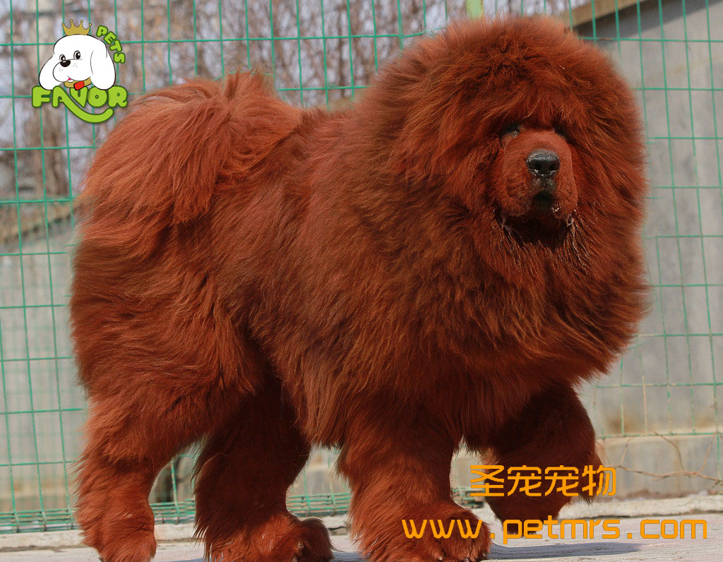 母藏獒難產的原因和處理方法