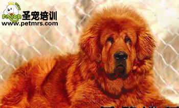 如何預防藏獒流產與難產