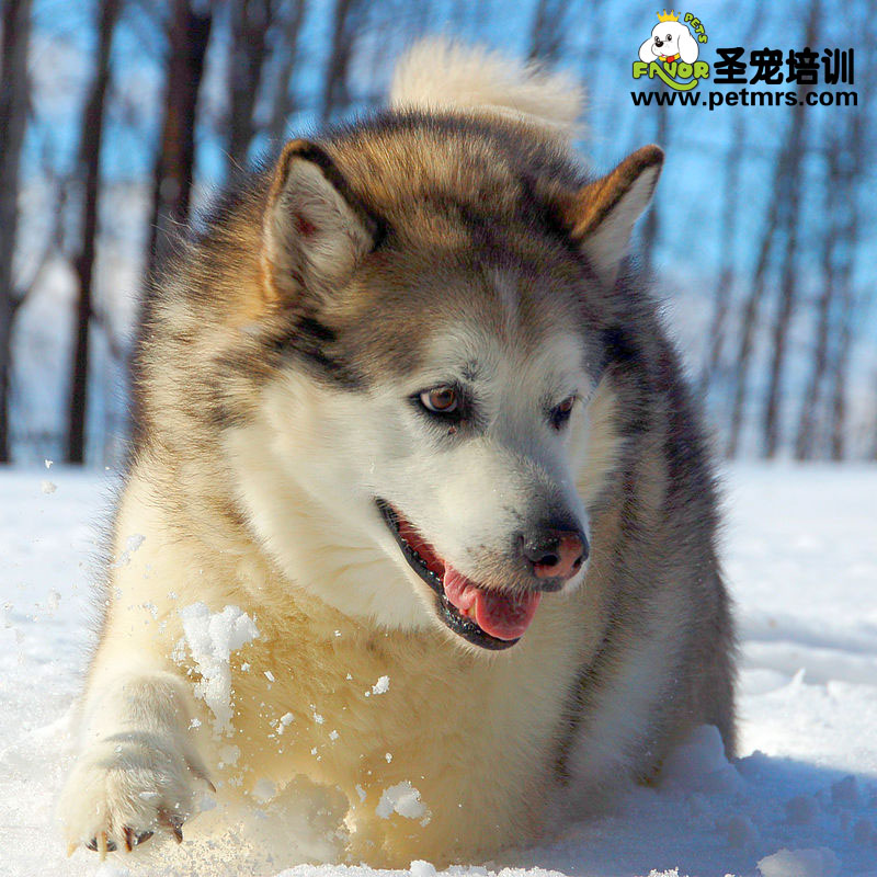 治療哈士奇口臭的方法