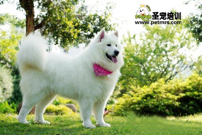 成犬期狗狗護理
