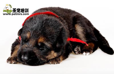 哺乳期狗寶寶牙齒和眼睛的保養