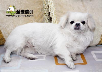 寵物美容