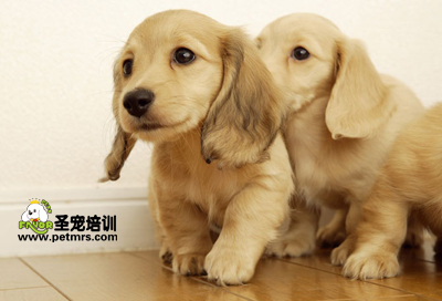寵物美容