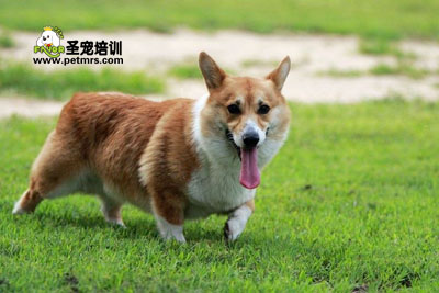 柯基犬美容