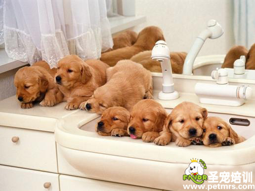 狗狗哺乳期的飼養
