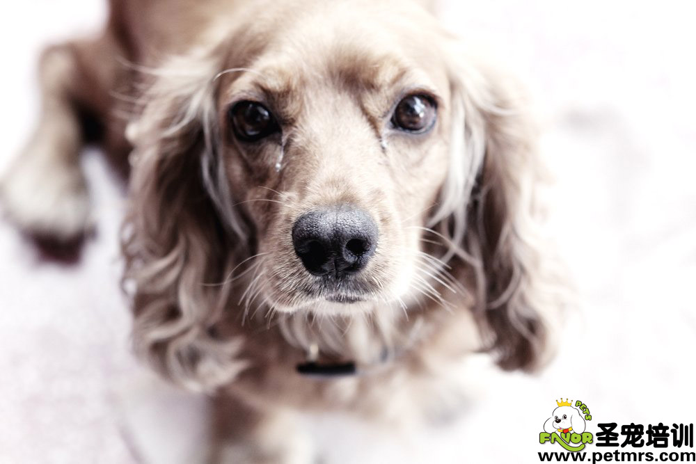 懷孕狗狗的飼養