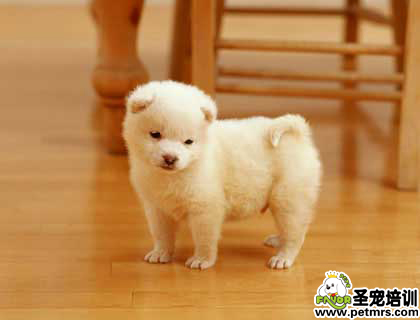 剛斷奶的幼犬