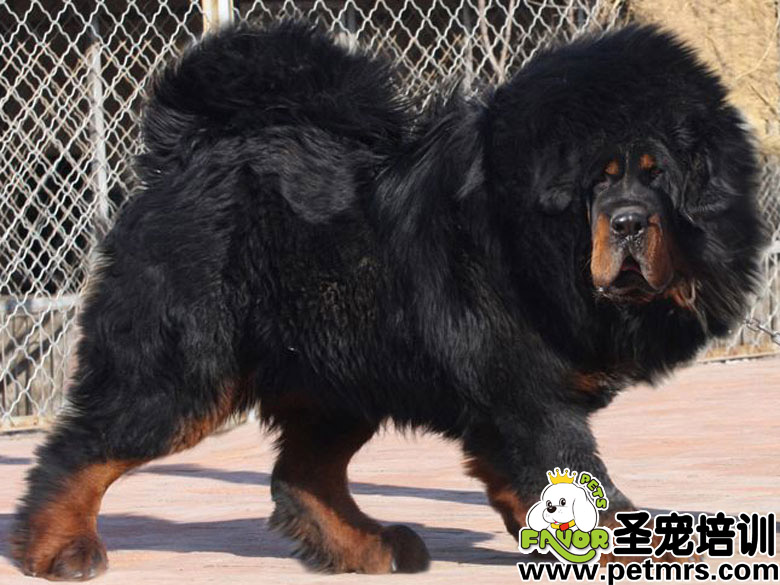 獒犬補鈣注意事項