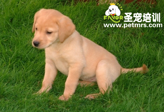 拉布拉多治細(xì)小的偏方