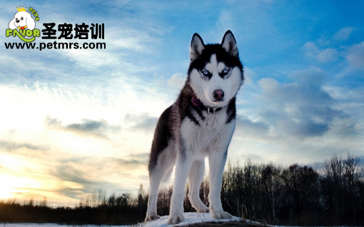 西伯利亞雪橇犬皮膚病的簡單介紹