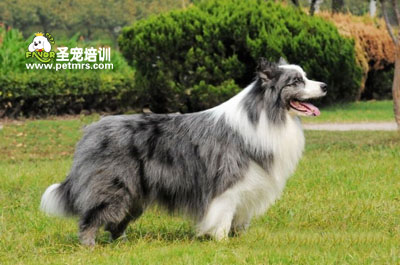 柯利牧羊犬美容