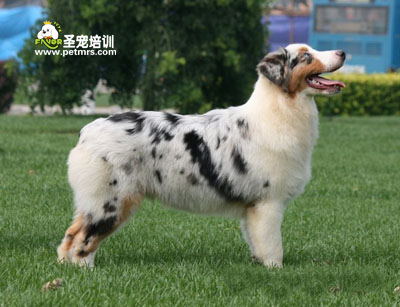 澳大利亞牧羊犬美容