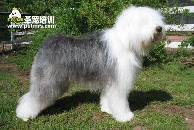 英國古代牧羊犬